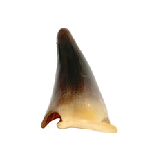 Load image into Gallery viewer, This charming vintage hand-carved sea lion sculpture is crafted from polished buffalo horn, showcasing beautiful natural color variations from deep black to translucent ivory. The minimalist folk art style, smooth contours, and subtle carved details give this piece a warm, tactile character that feels both playful and timeless.
Each angle highlights the artisan’s hand—no two horn carvings are ever exactly alike. A lovely addition to a coastal décor display, folk art collection, or curio shelf.