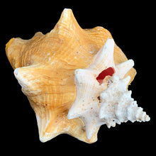 Load image into Gallery viewer, Jacks Daughter of All Trades Vintage Antique Mid-Century Kitsch Store Shop Reseller Etsy Shopify Toronto Canada Free Porch Pick Up Local Delivery Worldwide Shipping Judy Weinberg Unique Housewarming Gift Sustainable Gift Wedding Gift Home Decor Collectible Collector Gift Farmhouse Cottagecore Cottage Lodge Shabby Chic Industrial Hollywood Regency Natural conch shell Mother Nature oceans Caribbean coastal beach modern home office library study