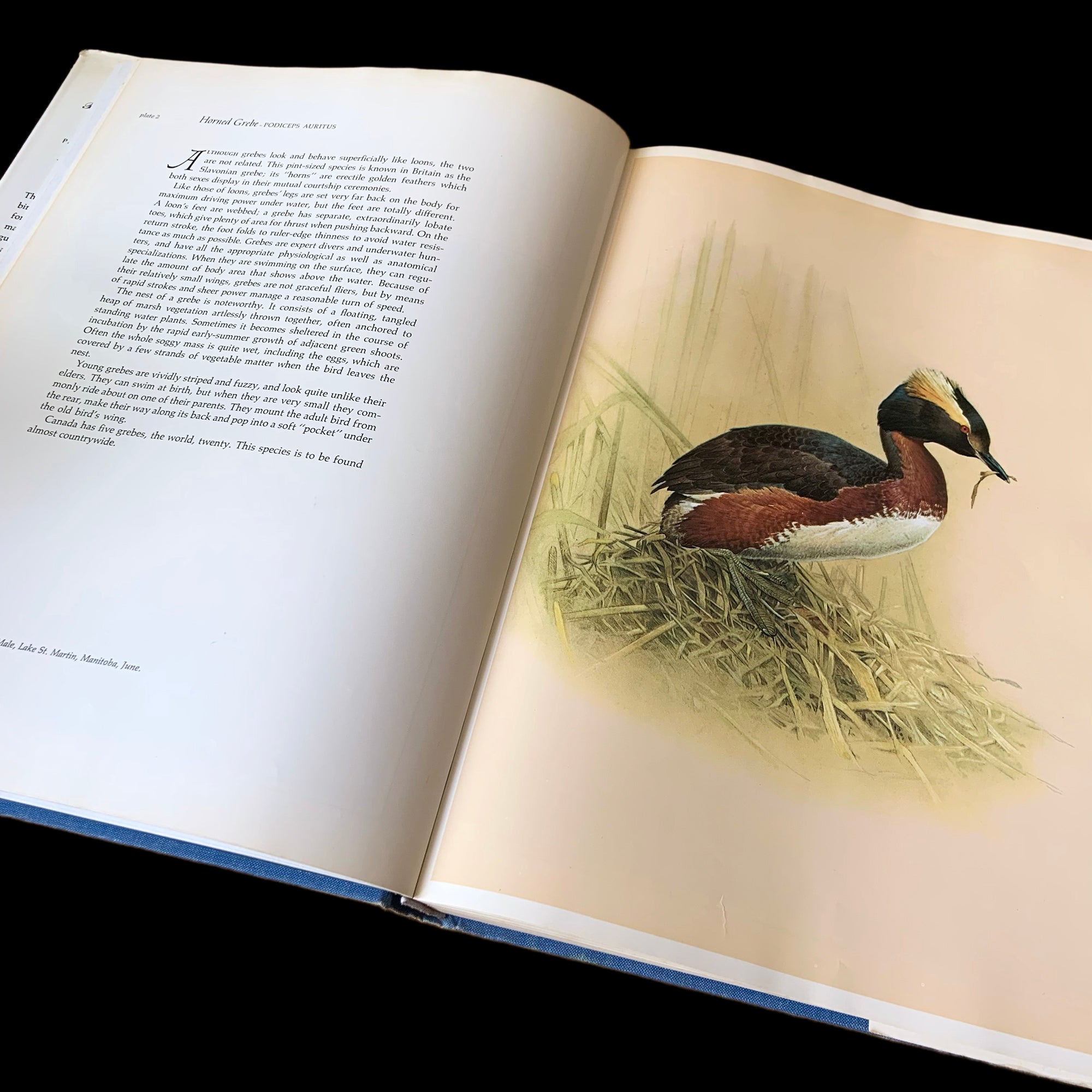 Vintage Birds of the Northern Forest Fenwick Lansdowne Canada