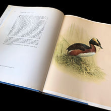 Load image into Gallery viewer, Vintage hardcover book Birds of the Northern Forest, paintings by J.F. Lansdowne and text by John A. Livingston. A wonderful collection of Fenwick Lansdowne&#39;s highly acclaimed ornithological artwork. Published by McClennan &amp; Stewart, Canada (printed in Italy), 1967 edition.

