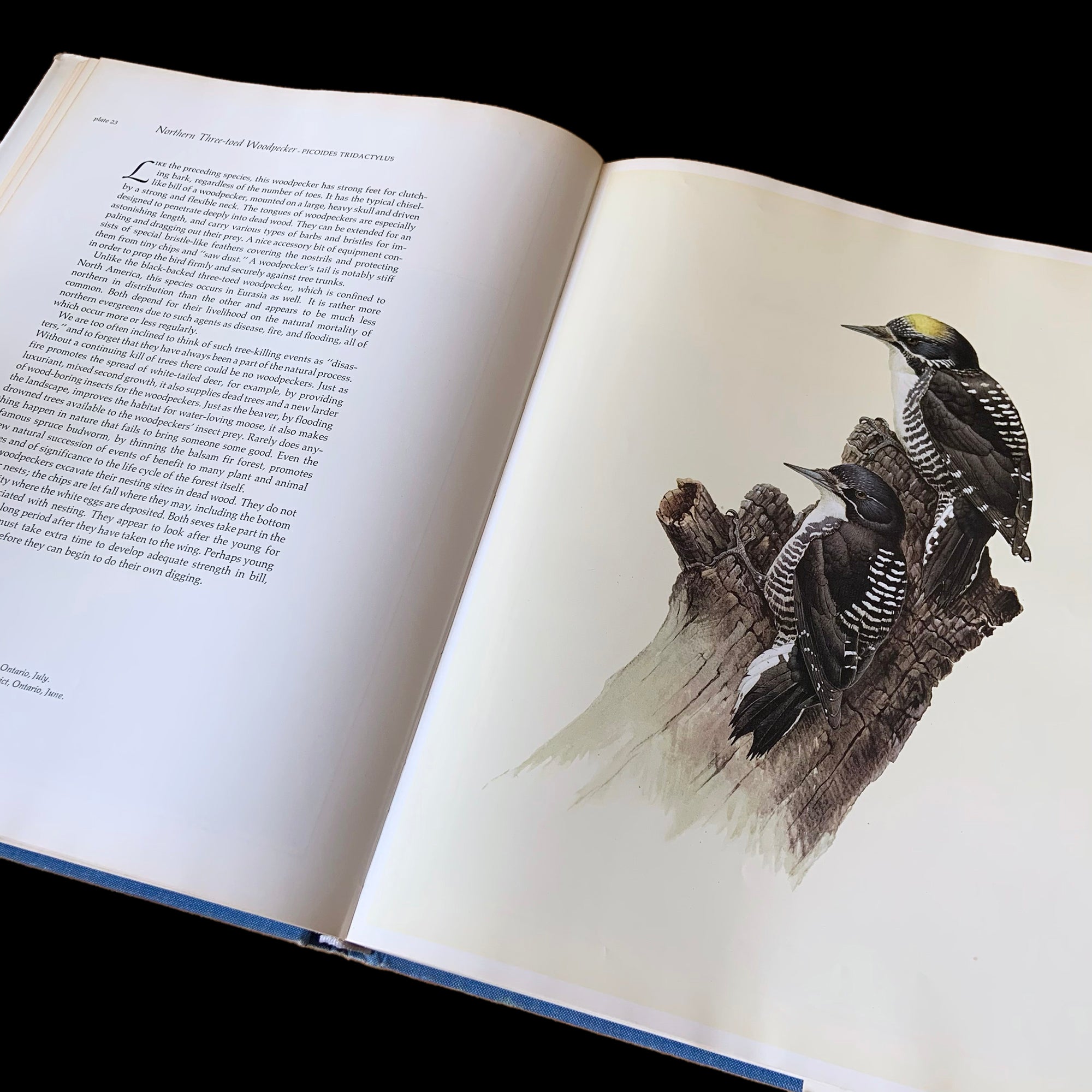 Vintage Birds of the Northern Forest Fenwick Lansdowne
