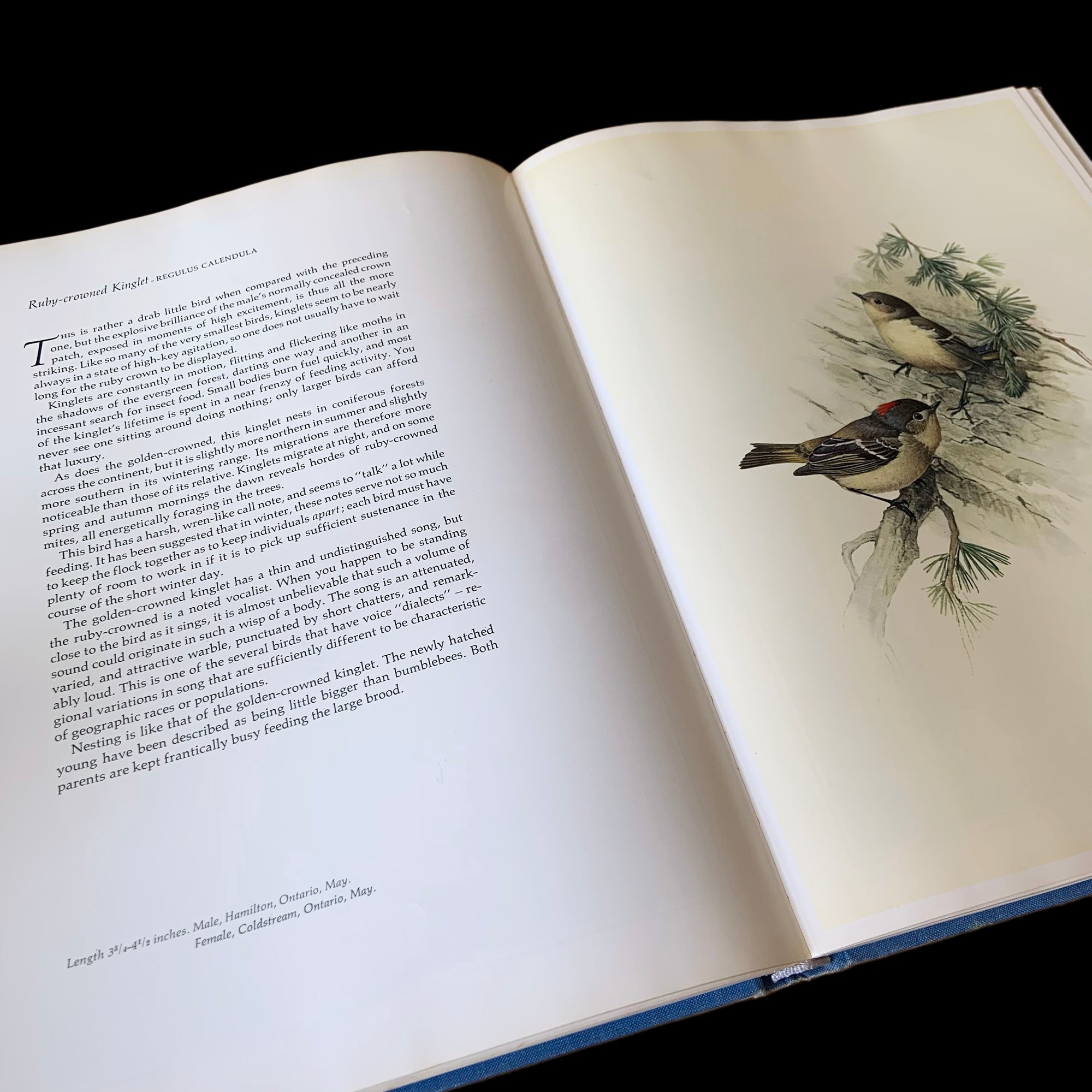 Lansdowne's Birds of the Forest　鳥の図鑑　洋書 Vintage Birds of the Northern Forest Fenwick Lansdowne Canada
