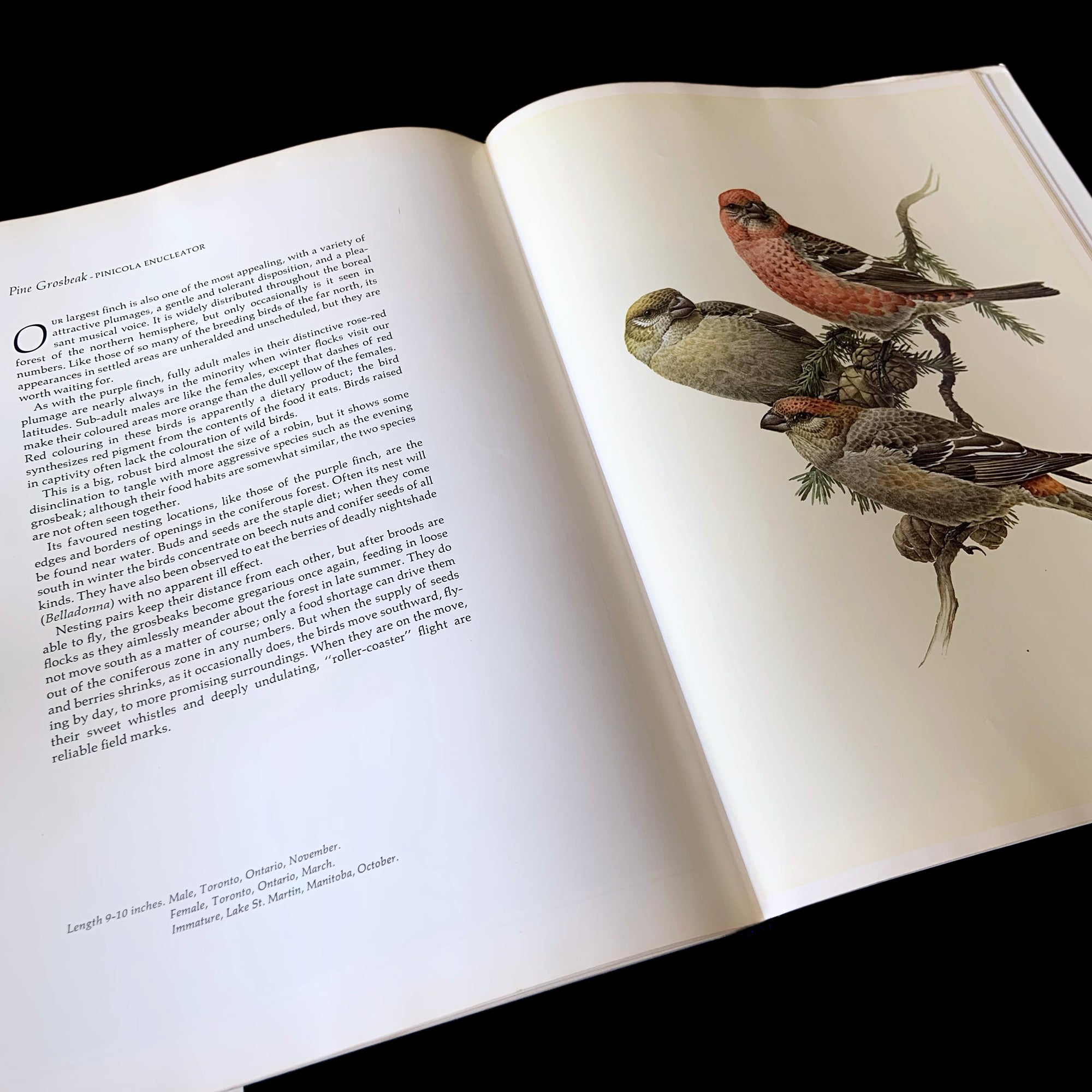 Lansdowne's Birds of the Forest　鳥の図鑑　洋書 Lansdowne´s Birds of the Forest 鳥の図鑑 洋書 本