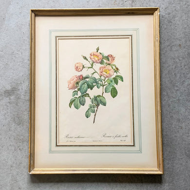 Vintage 1950s mid-century botanical lithograph of a pink 'Rosa Mollissima' by renowned Belgian painter, Pierre-Joseph Redoute. Beautifully finished with a hand detailed matte. Framed under glass in gold gilt wood.  In vintage condition with wear to the frame.  17 x 21 1/2 inches