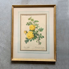 Load image into Gallery viewer, Vintage 1950s mid-century botanical lithograph of a yellow &#39;Rosa Sulfurea&#39; by renowned Belgian painter, Pierre-Joseph Redoute. Beautifully finished with a hand detailed matte. Framed under glass in gold gilt wood.  Pierre-Joseph Redoute. Beautifully finished with a hand detailed matte. Framed under glass in gold gilt wood.  In vintage condition with wear to the frame.  17 x 21 1/2 inches 
