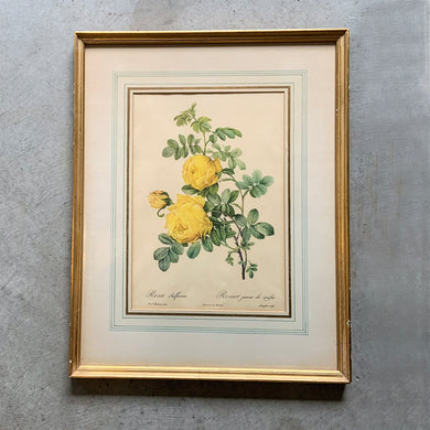 Vintage 1950s mid-century botanical lithograph of a yellow 'Rosa Sulfurea' by renowned Belgian painter, Pierre-Joseph Redoute. Beautifully finished with a hand detailed matte. Framed under glass in gold gilt wood.  Pierre-Joseph Redoute. Beautifully finished with a hand detailed matte. Framed under glass in gold gilt wood.  In vintage condition with wear to the frame.  17 x 21 1/2 inches 