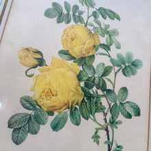 Load image into Gallery viewer, Vintage 1950s mid-century botanical lithograph of a yellow &#39;Rosa Sulfurea&#39; by renowned Belgian painter, Pierre-Joseph Redoute. Beautifully finished with a hand detailed matte. Framed under glass in gold gilt wood.  Pierre-Joseph Redoute. Beautifully finished with a hand detailed matte. Framed under glass in gold gilt wood.  In vintage condition with wear to the frame.  17 x 21 1/2 inches 
