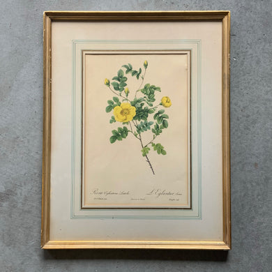 Vintage 1950s mid-century botanical lithograph of a yellow 'Rosa Eglanteria Luteola' by renowned Belgian painter, Pierre-Joseph Redoute. Beautifully finished with a hand detailed matte. Framed under glass in gold gilt wood.  In vintage condition with wear to the frame.  17 x 21 1/2 inches