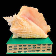 Load image into Gallery viewer, Natural conch shell with bright polished pink interior and textured ochre exterior. Mother Nature&#39;s beautiful gift from the oceans of the Caribbean! This conch is likely a youngster as it has a thin lip. Makes a beautiful addition to coastal, cottagecore and shabby chic decor.

In as found condition and a rough lip.

Measures 7 1/4 x 9 1/2 inches
