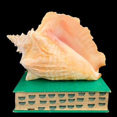 Natural conch shell with bright polished pink interior and textured ochre exterior. Mother Nature's beautiful gift from the oceans of the Caribbean! This conch is likely a youngster as it has a thin lip. Makes a beautiful addition to coastal, cottagecore and shabby chic decor.

In as found condition and a rough lip.

Measures 7 1/4 x 9 1/2 inches