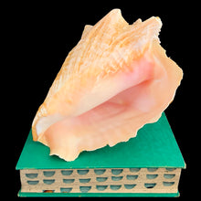 Load image into Gallery viewer, Natural conch shell with bright polished pink interior and textured ochre exterior. Mother Nature&#39;s beautiful gift from the oceans of the Caribbean! This conch is likely a youngster as it has a thin lip. Makes a beautiful addition to coastal, cottagecore and shabby chic decor.

In as found condition and a rough lip.

Measures 7 1/4 x 9 1/2 inches
