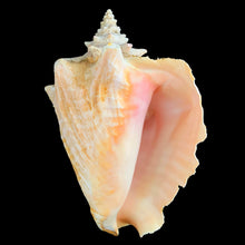 Load image into Gallery viewer, Natural conch shell with bright polished pink interior and textured ochre exterior. Mother Nature&#39;s beautiful gift from the oceans of the Caribbean! This conch is likely a youngster as it has a thin lip. Makes a beautiful addition to coastal, cottagecore and shabby chic decor.

In as found condition and a rough lip.

Measures 7 1/4 x 9 1/2 inches
