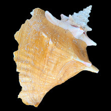 Load image into Gallery viewer, Natural conch shell with bright polished pink interior and textured ochre exterior. Mother Nature&#39;s beautiful gift from the oceans of the Caribbean! This conch is likely a youngster as it has a thin lip. Makes a beautiful addition to coastal, cottagecore and shabby chic decor.

In as found condition and a rough lip.

Measures 7 1/4 x 9 1/2 inches
