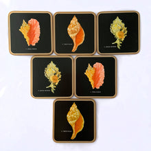 Load image into Gallery viewer, A vintage set of six square round edged coasters, each decorated with an illustration of a tropical seashell on a black background, bordered in gold with cork-backing. Coasters make the perfect resting place for drinking glasses or mugs to protect your furniture from being marked. Made by Pimpernel in England. Makes a great housewarming or hostess gift!  In excellent vintage condition.  Each coaster measures 4-1/8&quot; x 4-1/8&quot;
